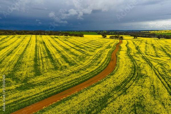 Fototapeta Dirt road leading through flowering canola fields before a dark storm in the countryside of Wogan Hills in Wheatbelt of Western Australia