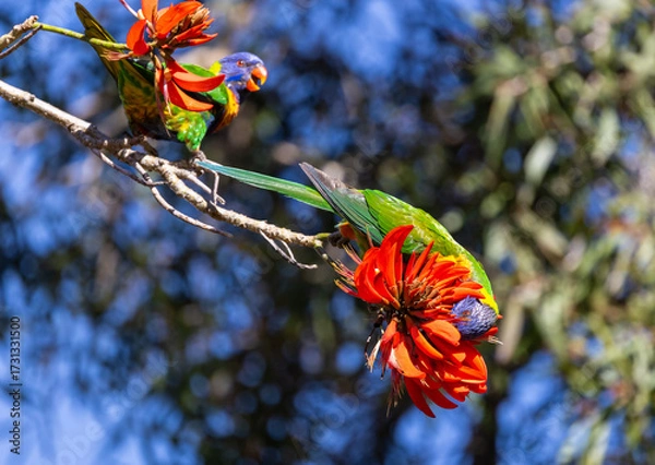 Fototapeta Colourful Rainbow Lorikeet (trichoglossus moluccanus) feeding on the flowers of a flame tree in Perth, Western Australia
