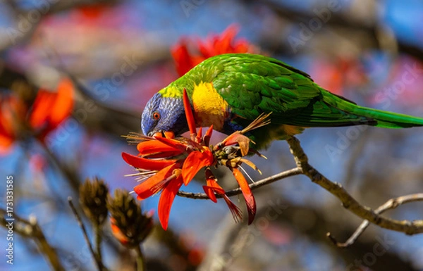 Fototapeta Colourful Rainbow Lorikeet (trichoglossus moluccanus) feeding on the flowers of a flame tree in Perth, Western Australia