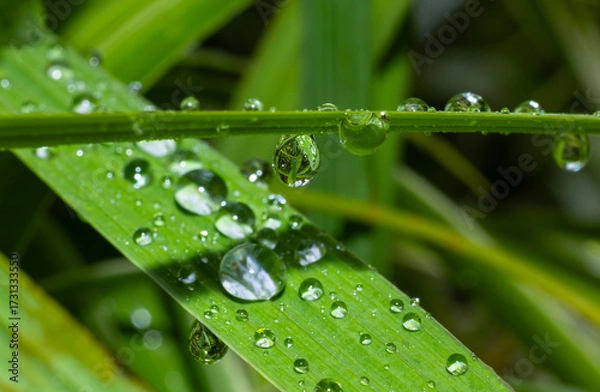 Fototapeta Morning dew in the form of water droplets on a leave on a cold winter morning in Perth, Western Australia