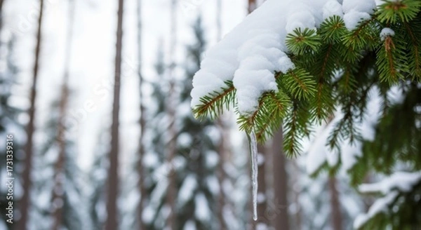 Fototapeta Winter Wonderland Branch: A close-up captures a pristine winter scene, showcasing a snow-laden branch of a coniferous tree, with delicate icicles hanging from its snowy embrace.