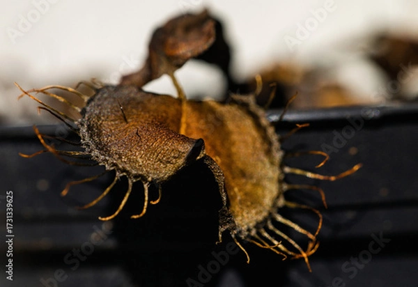 Fototapeta Dead Venus Flytrap