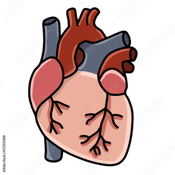 Obraz human heart anatomy