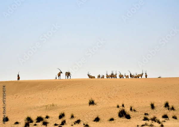 Obraz Oryxes in the desert