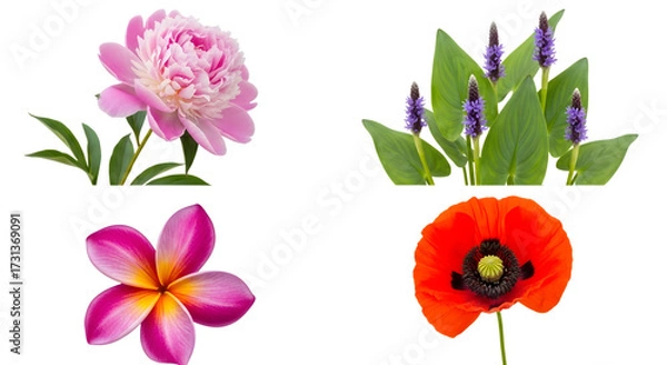 Fototapeta Four different types of flowers isolated on transparent background