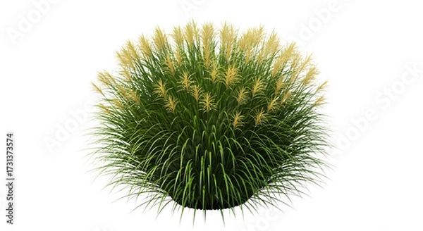 Fototapeta A large ornamental grass plant with feathery plumes, isolated on a transparent background