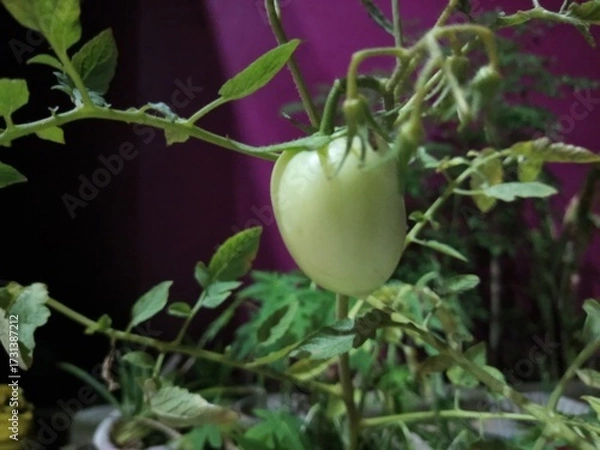 Obraz tomato on the vine
