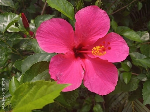 Obraz pink hibiscus flower