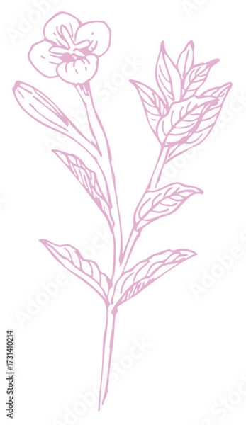 Fototapeta 植物のスケッチ素材。野の草花。ベクターイラスト素材。