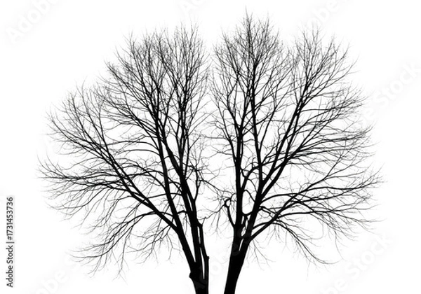 Fototapeta Detailed dark silhouette of a lush evergreen tree isolated on transparent background