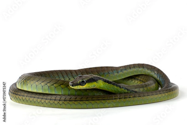 Fototapeta Common Bronzeback on a white background, Close up of a Common Bronzeback 