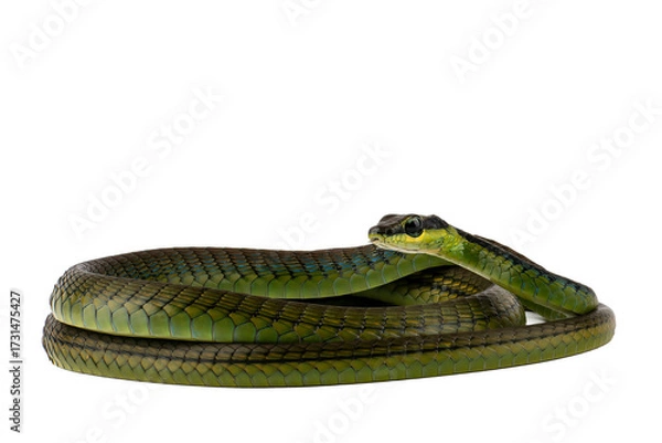 Fototapeta Common Bronzeback on a white background, Close up of a Common Bronzeback 