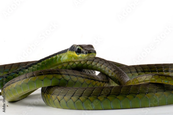 Fototapeta Common Bronzeback on a white background, Close up of a Common Bronzeback 