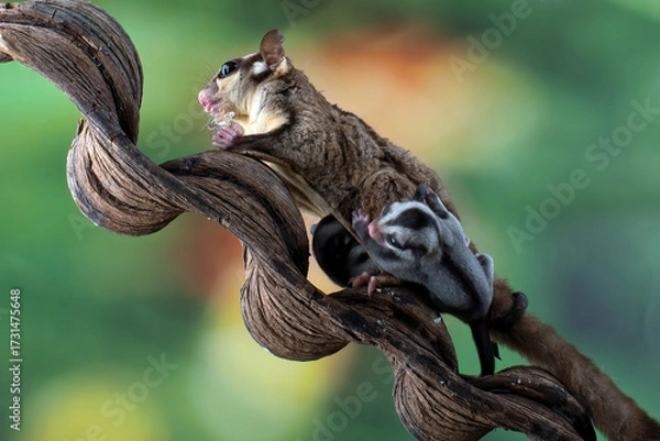 Fototapeta a sugar glider with her baby, The sugar glider (Petaurus breviceps) is a small gliding possum