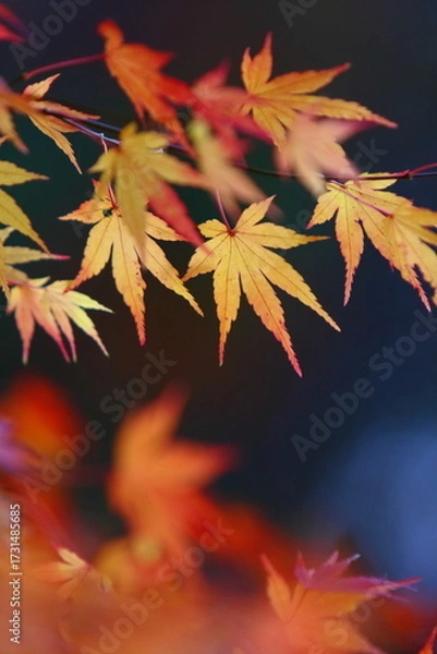 Obraz 黄葉したカエデの葉のクローズアップ撮影