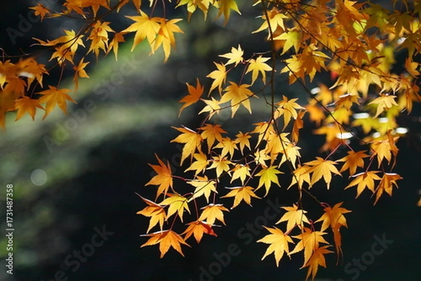 Obraz 黄葉したカエデの葉