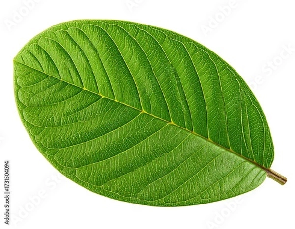 Fototapeta Bright green guava leaf, top view, isolated on white