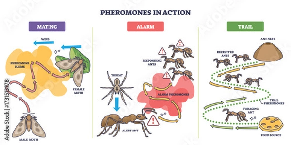 Fototapeta Pheromones in action shows how ants and moths use chemical signals for mating, alarm, and trail marking. Main objects, moths, ants, arrows. Outline diagram