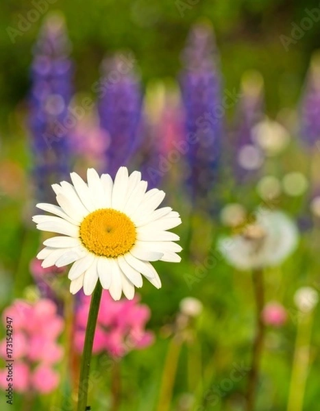 Fototapeta Close-up of a daisy in a vibrant flower meadow