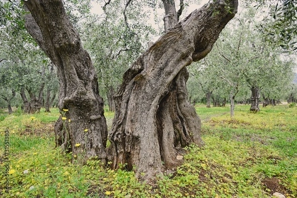 Obraz Old trees in Umbra Forest, Gargano, Italy, Europe.	

