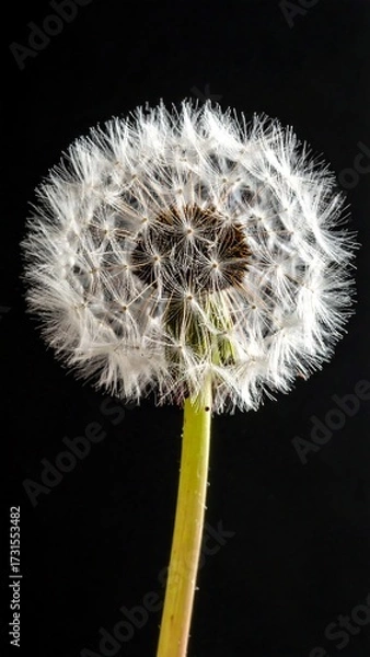 Fototapeta Close-up of a dandelion seed head (1)