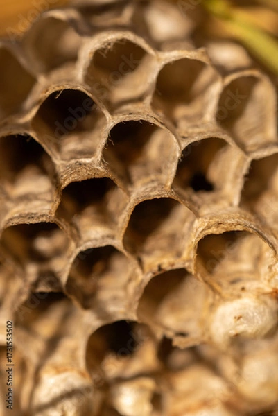 Obraz Wasp on honeycomb