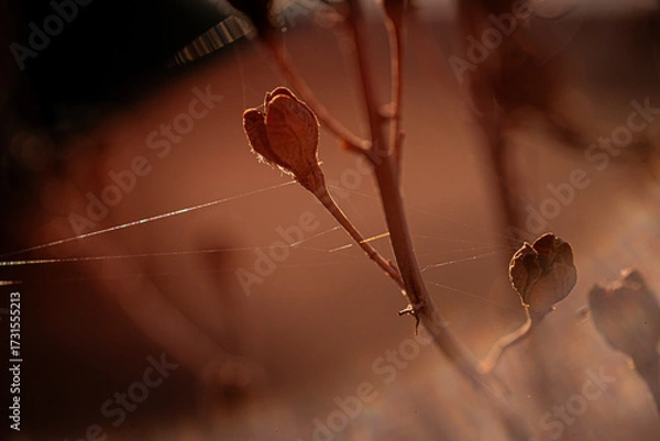 Obraz spider on a leaf