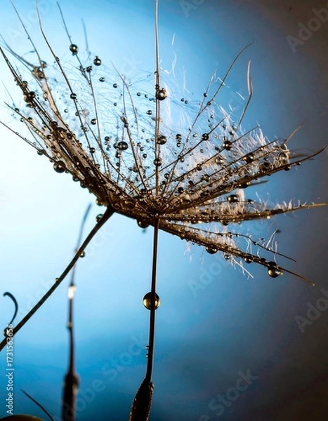 Fototapeta Close-up of a dandelion seed head with water droplets