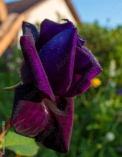 Fototapeta Close-up of a dark purple rose with dew drops