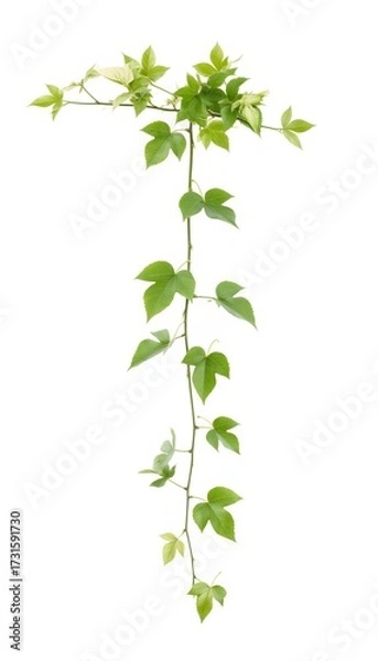 Obraz Climbing green vine with heart-shaped leaves on white background  