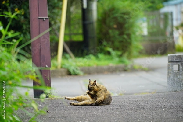 Obraz 歩道のアスファルトの上でのんびりと毛づくろいする猫
