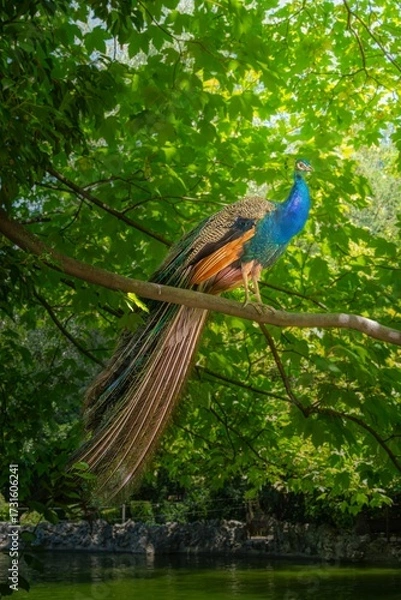 Fototapeta Peacock Sitting on a tree