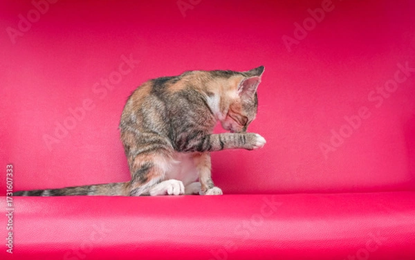 Fototapeta A cat with a blend of brown yellow and black color, sitting on a pink color couch and licking its paw. Cat grooming on its own.