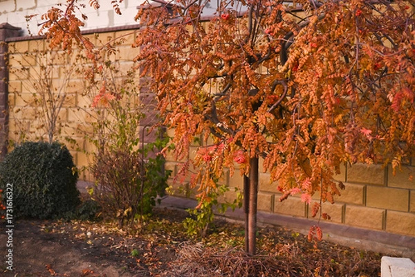 Fototapeta Autumn tree with red-orange leaves near garden wall shows seasonal nature change and backyard landscape. Colorful fall foliage decorates courtyard scene creating autumn mood and seasonal background.