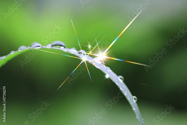 Obraz 葉っぱと水滴