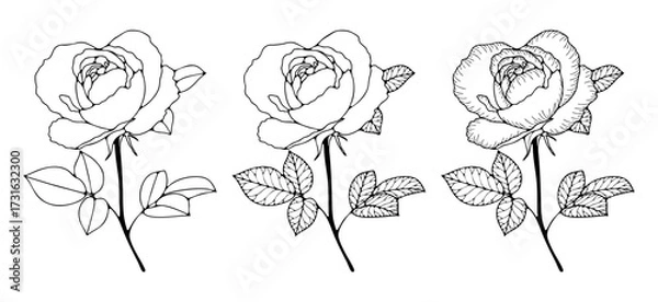 Fototapeta Rose flower outlines with leaves and branches isolated on a white background. Hand-drawn rose flower sketch.