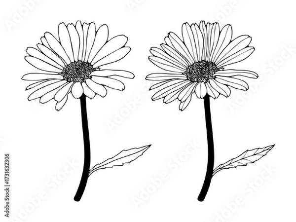 Fototapeta Hand drawn sketch of calendula flowers isolated on white background