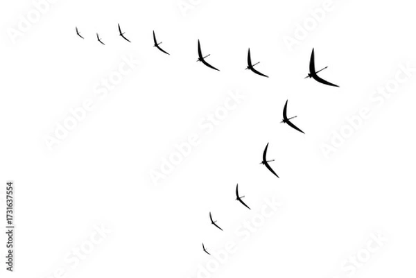Obraz Simple birds flying icon. Flat vector illustration design isolated on white background.