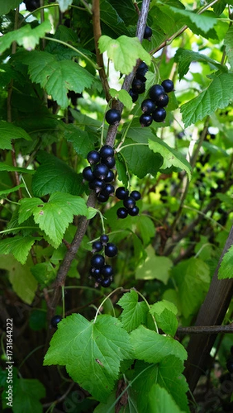 Obraz blackcurrant,