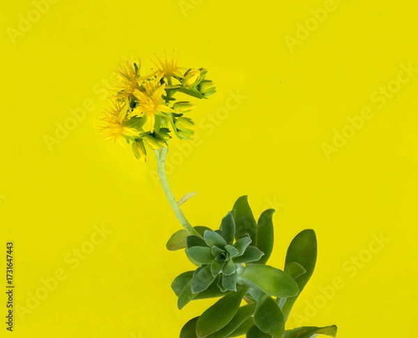 Fototapeta Sedum palmeri succulent with yellow star flowers on bright yellow background