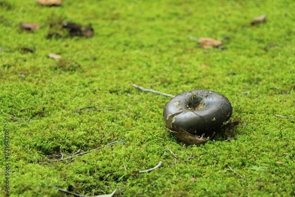 Obraz 苔の上に頭を出したキノコ