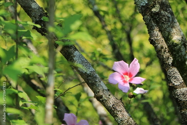 Obraz 木々の緑の中に咲くムクゲの花