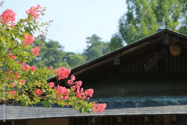 Obraz 古民家の前に咲く赤いサルスベリの花