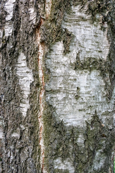 Fototapeta Birch tree bark natural texture background  