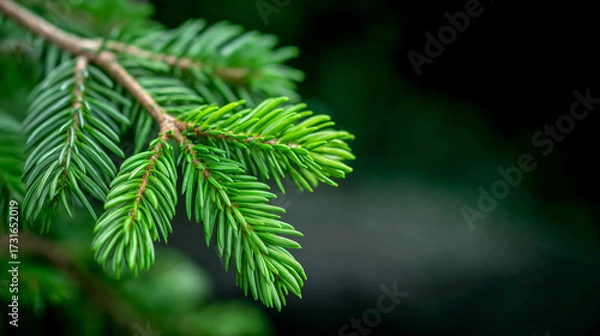 Fototapeta Close-up view of vibrant green coniferous tree branch with needle-like leaves, showcasing intricate textures and natural beauty in a serene outdoor environment