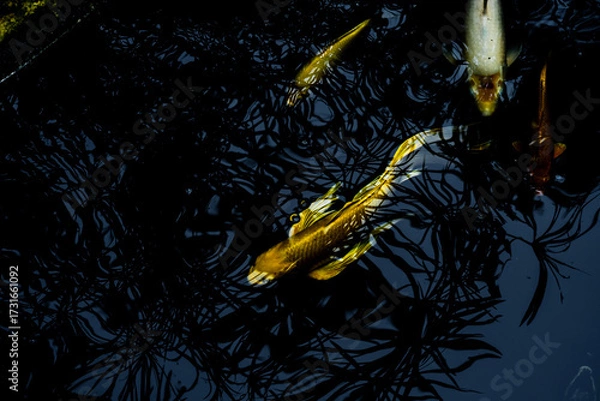 Fototapeta Colorful koi fish swimming gracefully in a dark pond, showcasing their vibrant orange, white, yellow, and red patterns. 