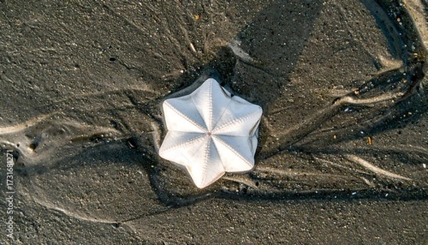 Obraz Starfish shell on wet sand