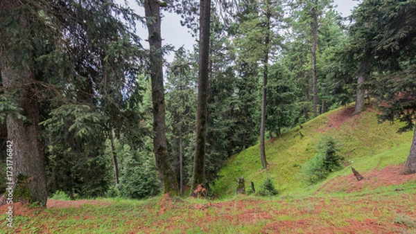 Obraz Whispers of pines, shadows of peaks — Yousmarg’s forest holds a quiet song.