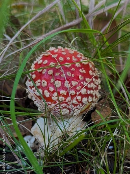 Obraz fly agaric mushroom in forest