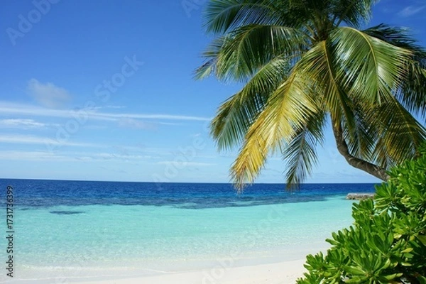 Fototapeta tropical beach with palm trees